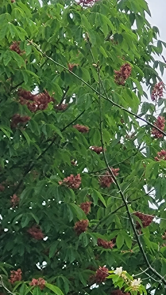 Aesculus Pavia