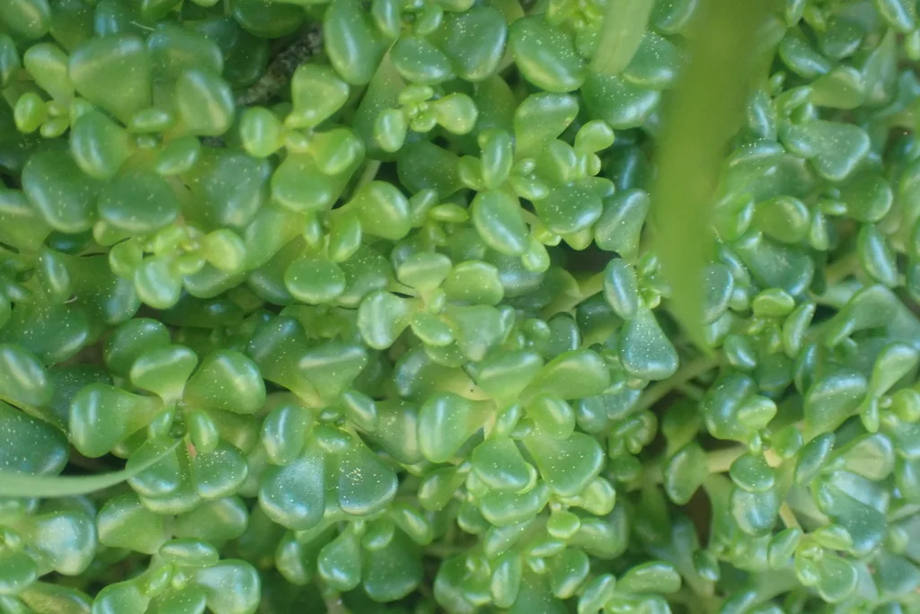 Sedum Oreganum