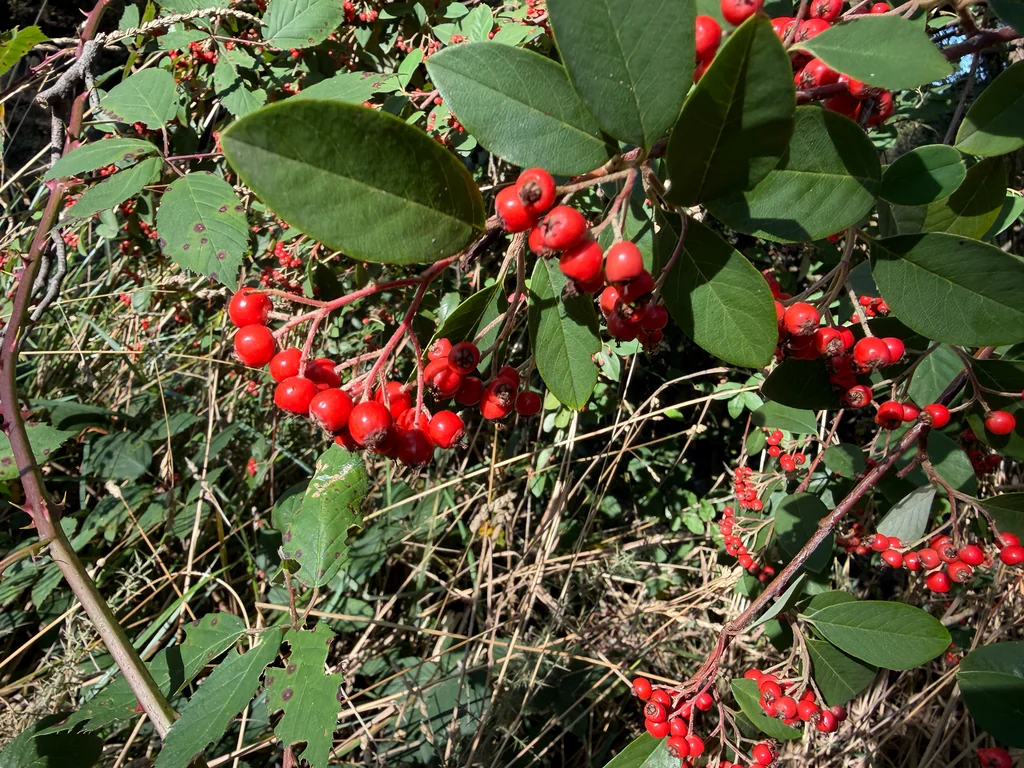 Cotoneaster Glaucophyllus
