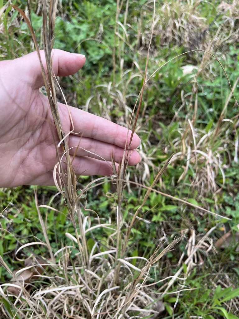 Andropogon Virginicus
