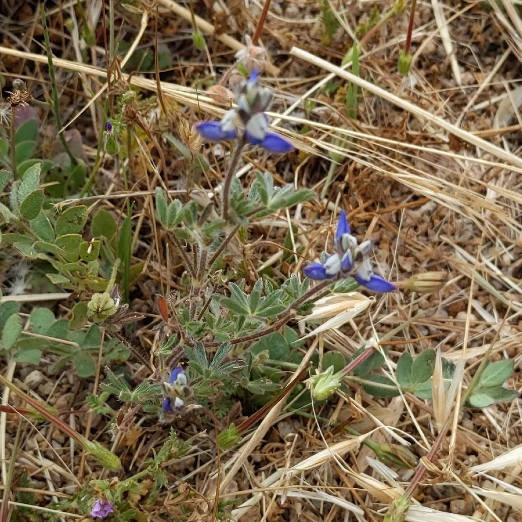 Lupinus Bicolor