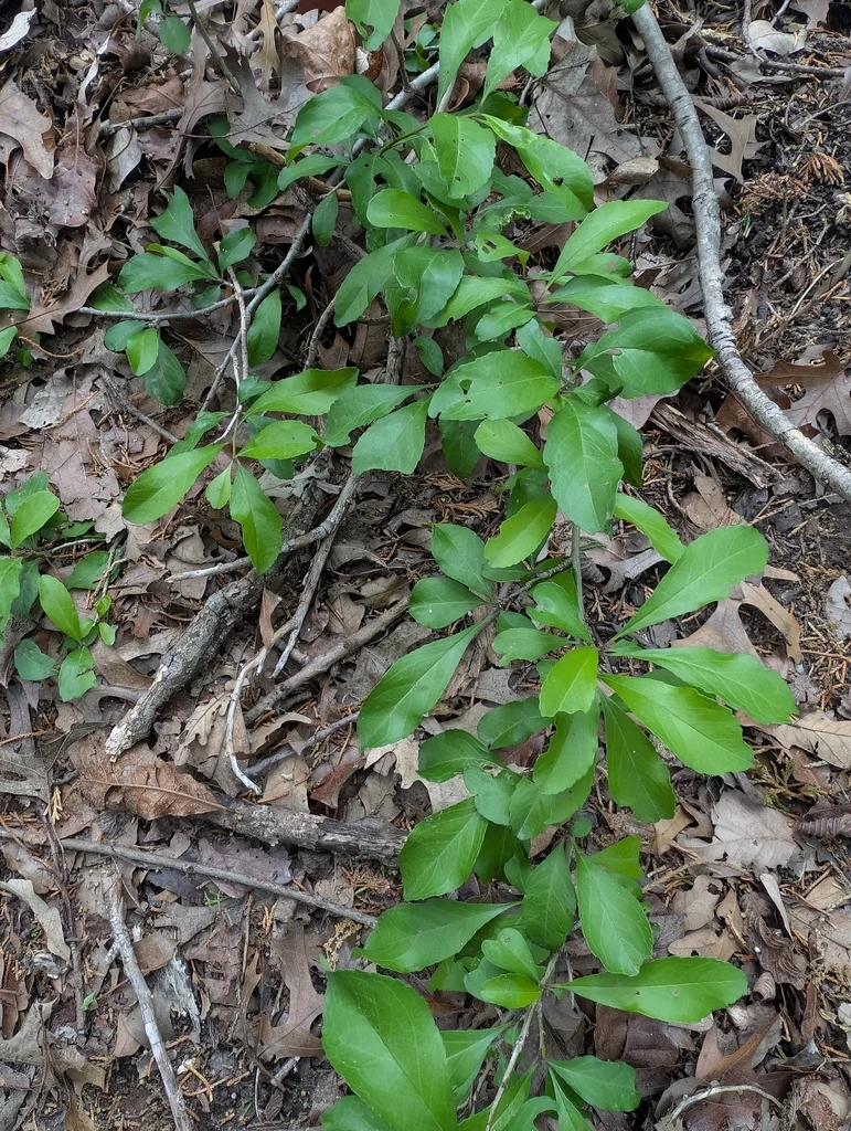 Ilex Decidua