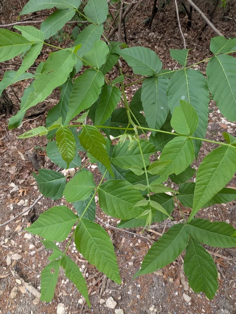 Ungnadia Speciosa