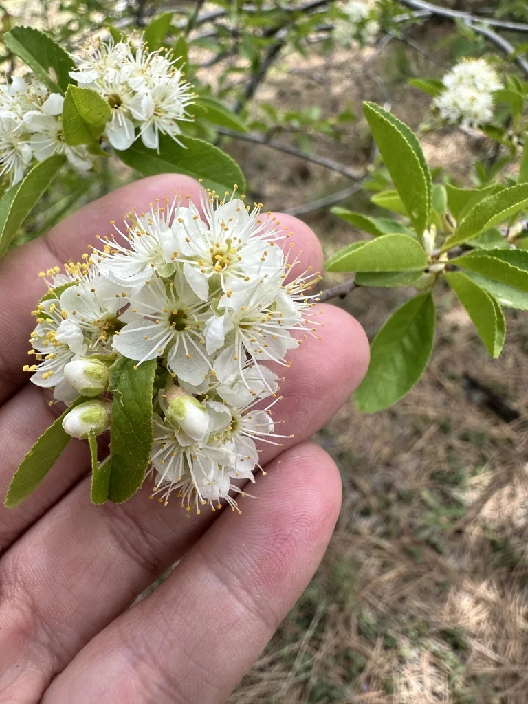 Prunus Emarginata