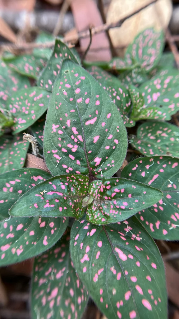 Hypoestes phyllostachya