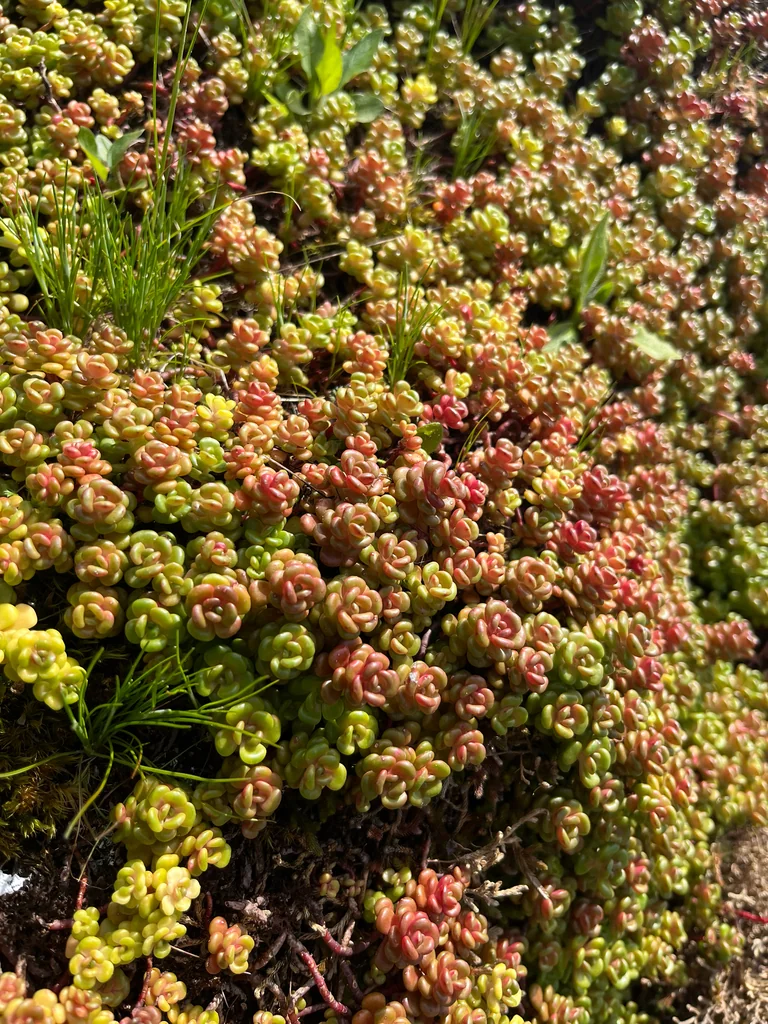 Sedum Oreganum