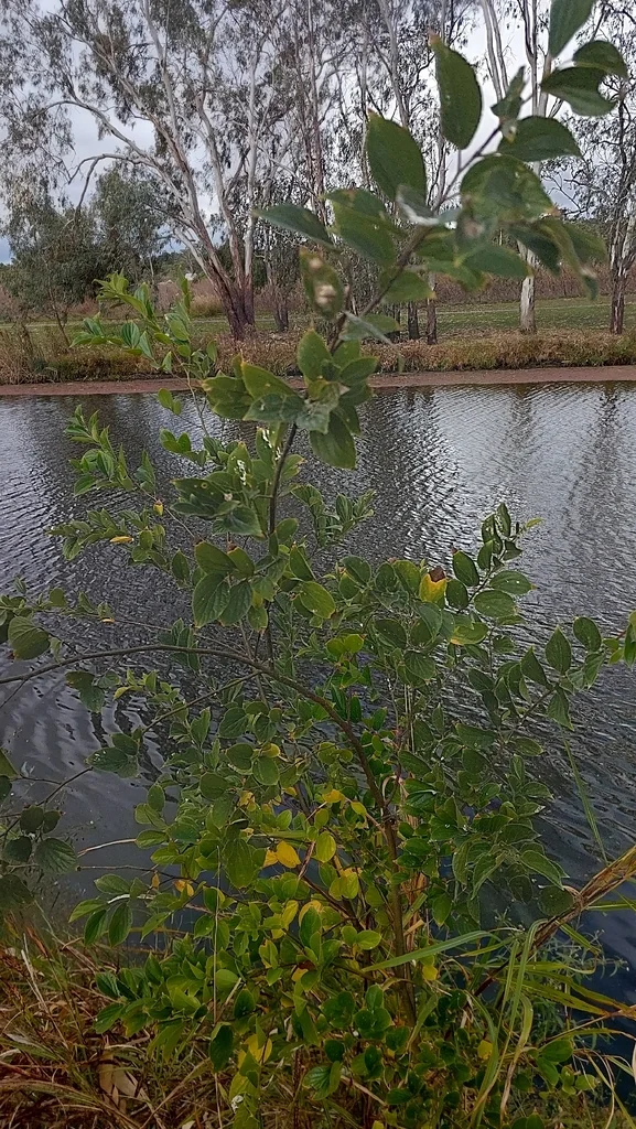 Celtis Sinensis