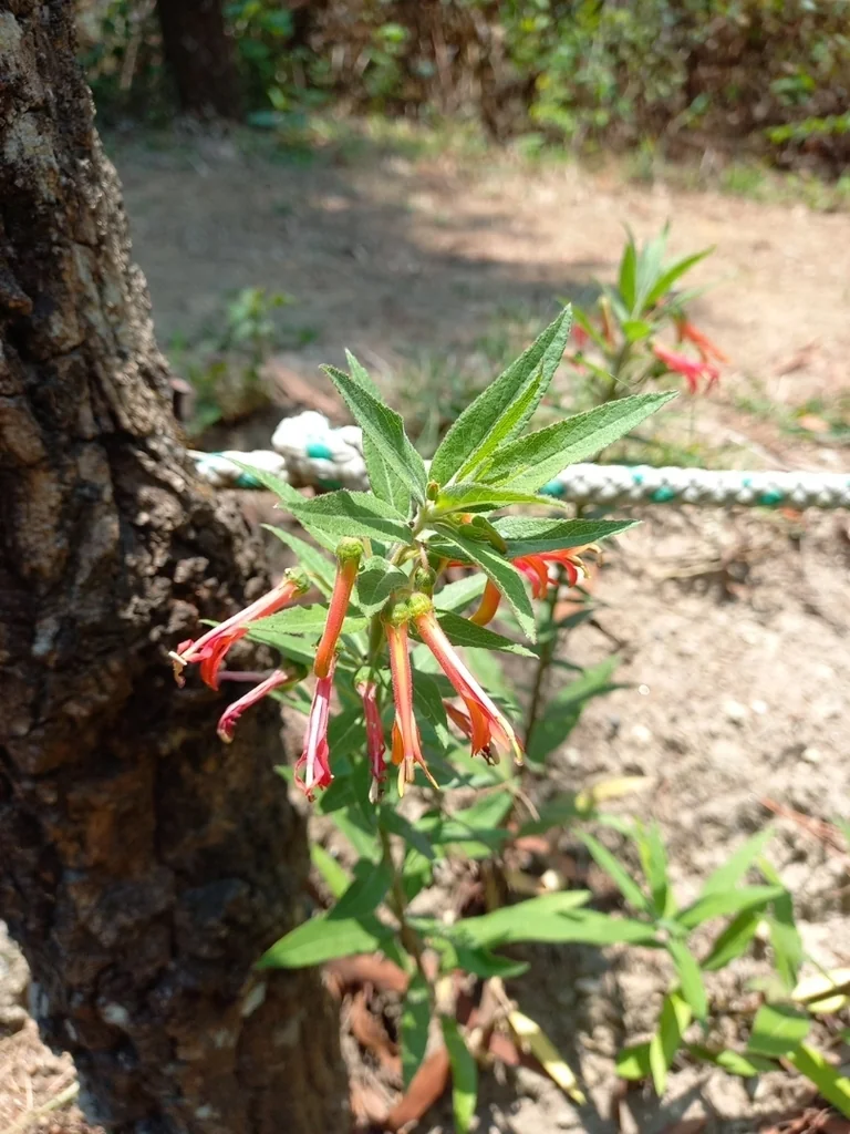 Lobelia Laxiflora