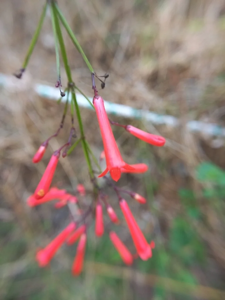 Russelia Equisetiformis