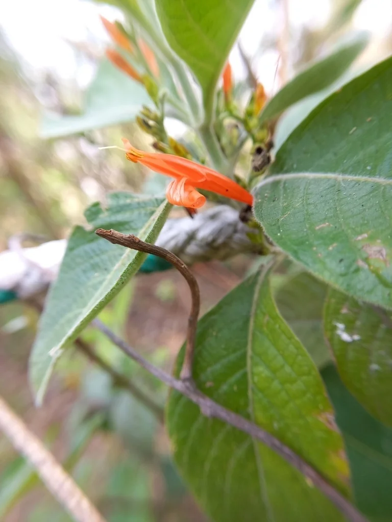 Justicia Spicigera