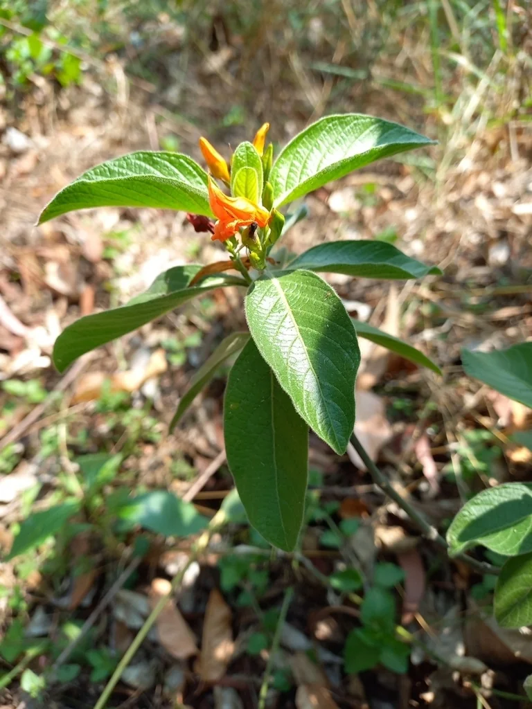 Justicia Spicigera