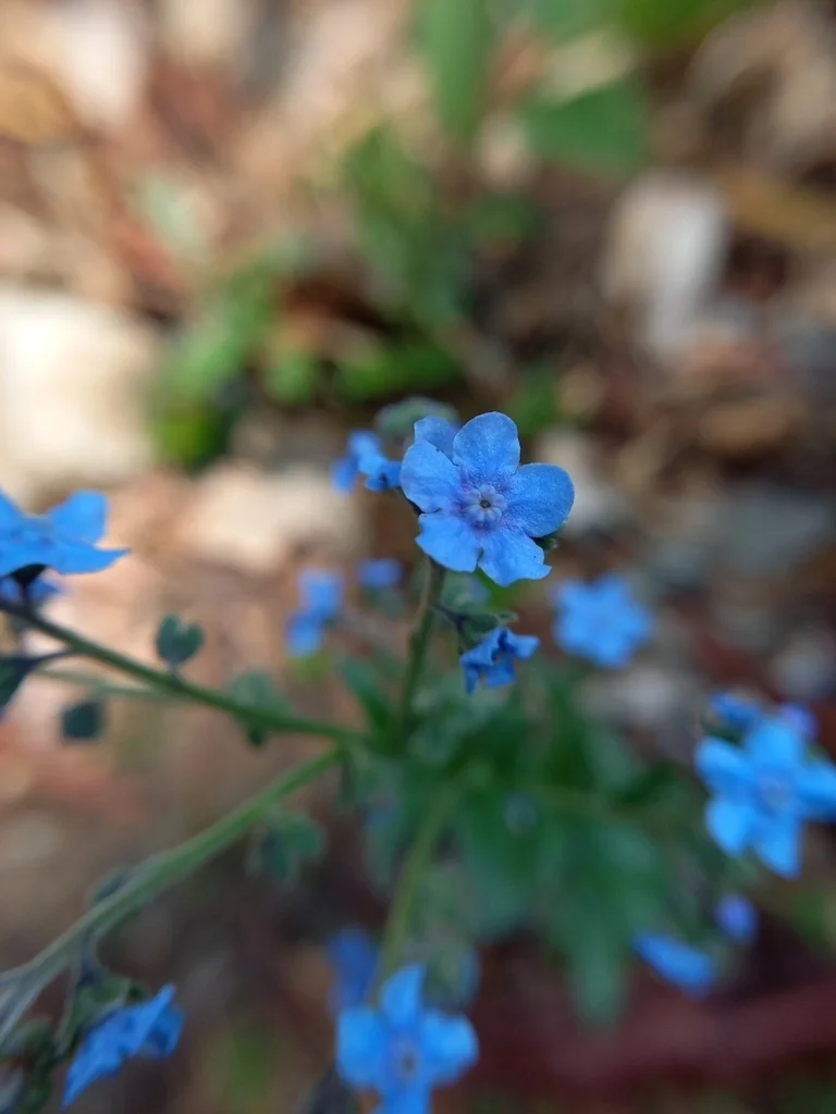 Cynoglossum Amabile
