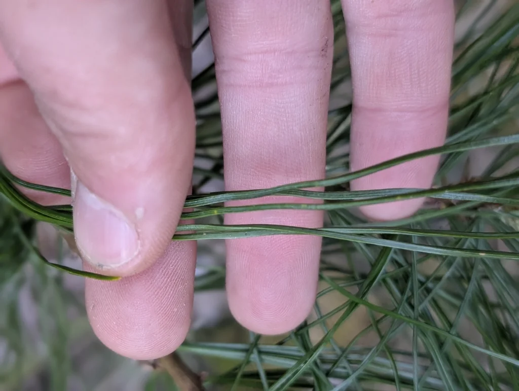 Pinus Monticola