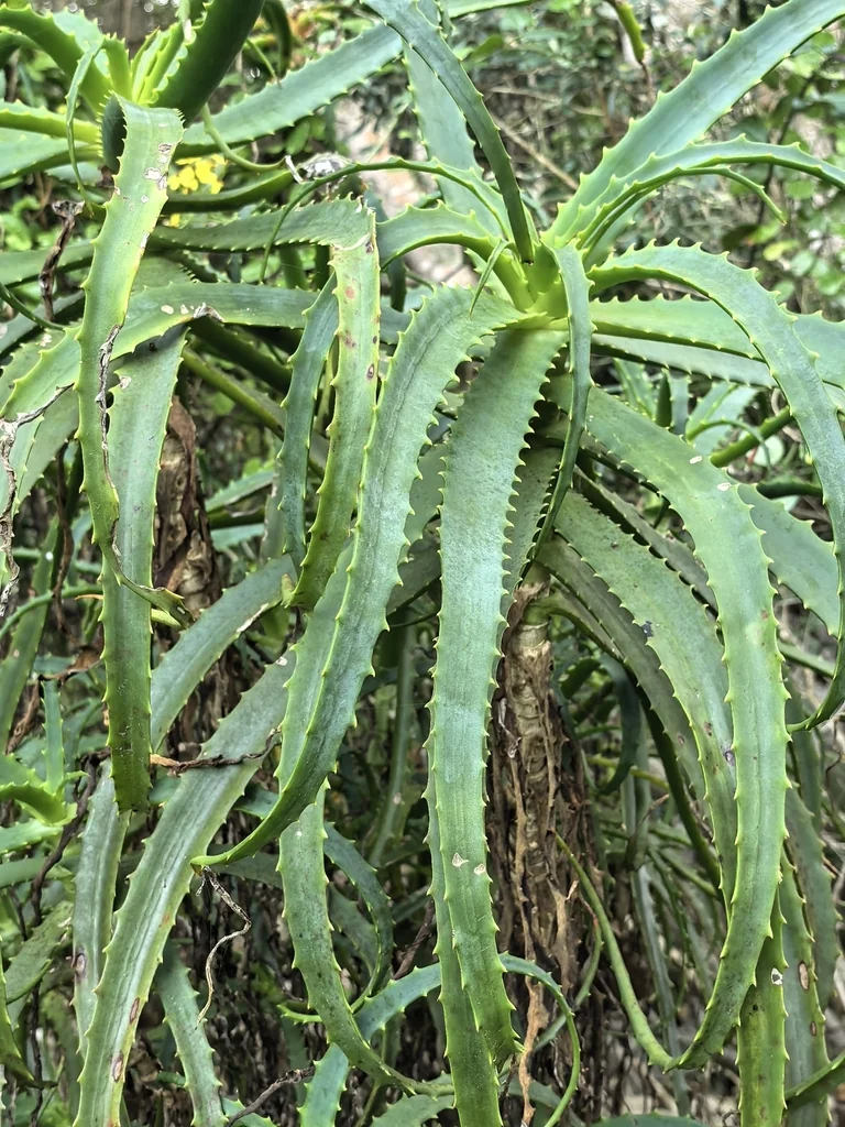 Aloe Arborescens