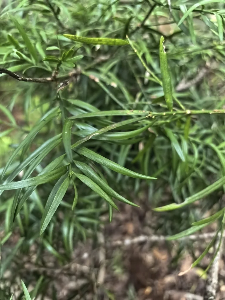 Afrocarpus Falcatus