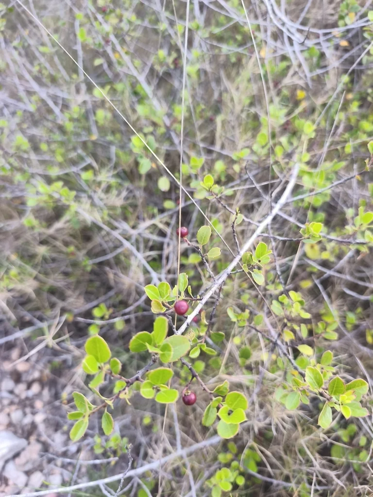 Rhamnus Alaternus