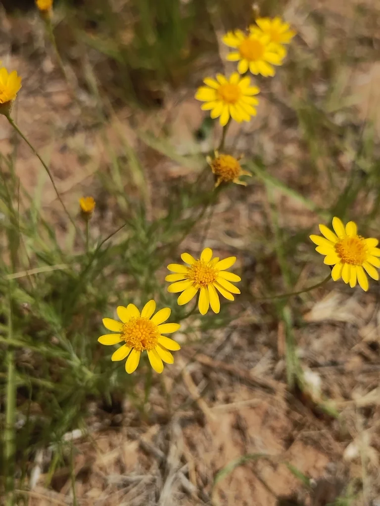 Thymophylla Pentachaeta