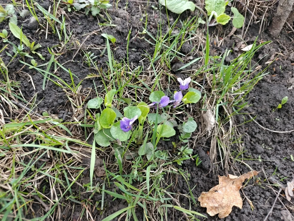 Viola Odorata