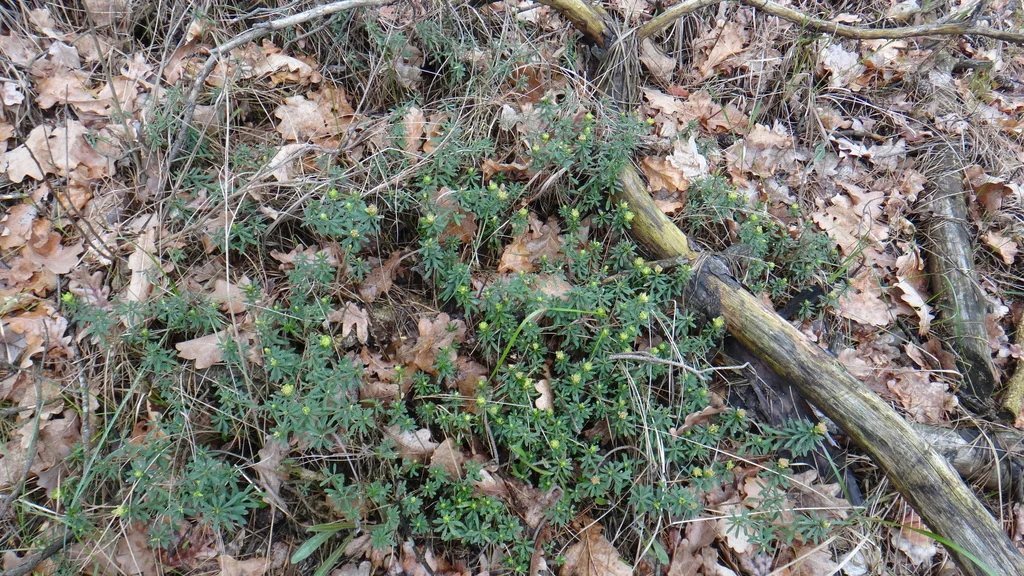Daphne Cneorum