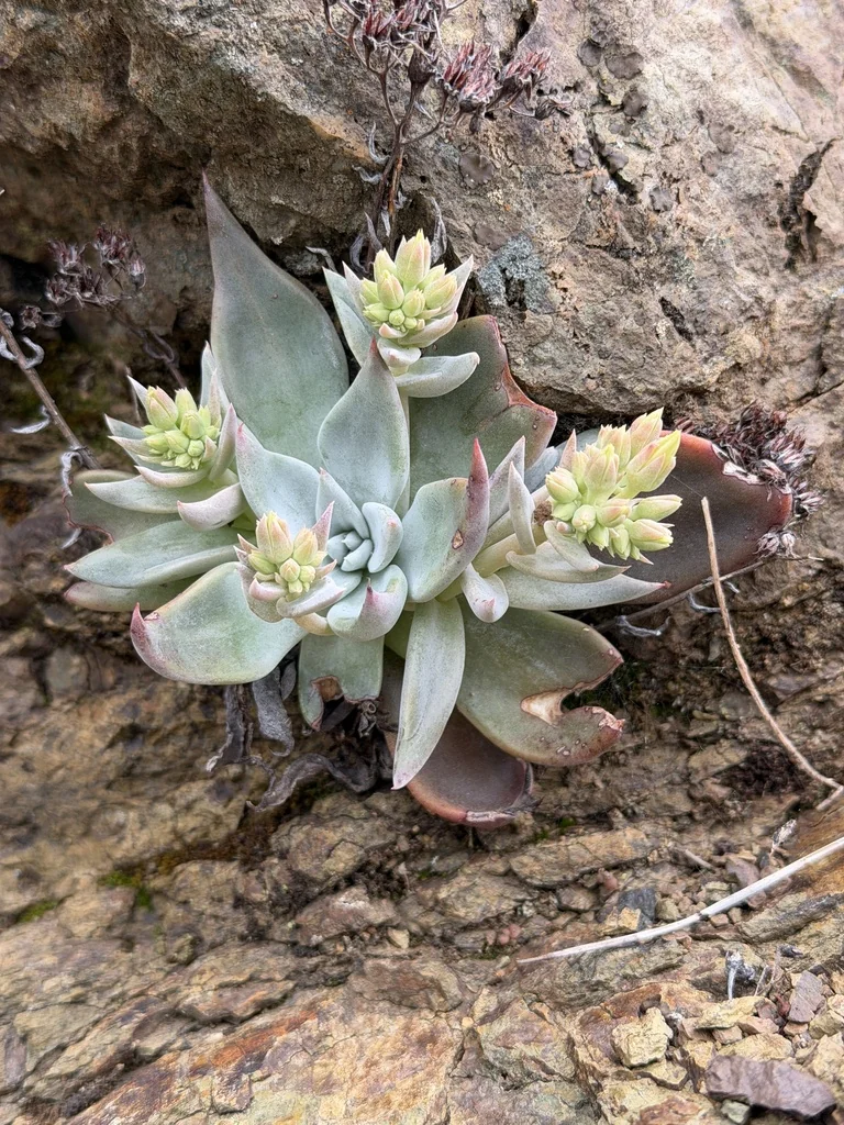 Dudleya Cymosa