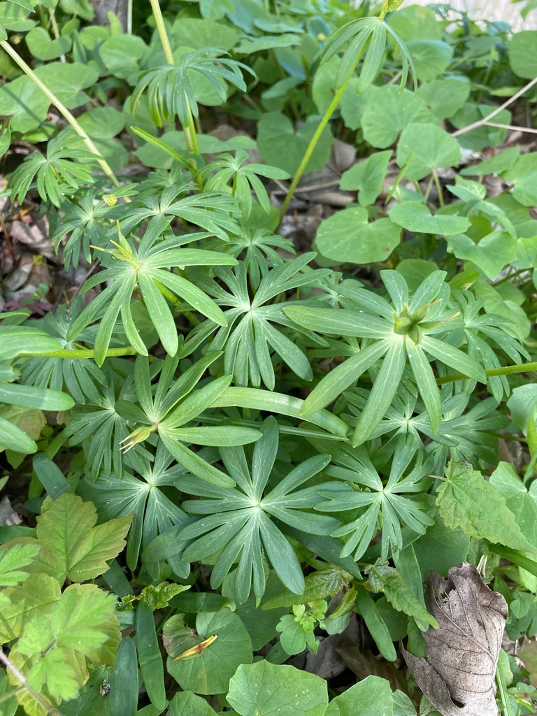 Eranthis Hyemalis