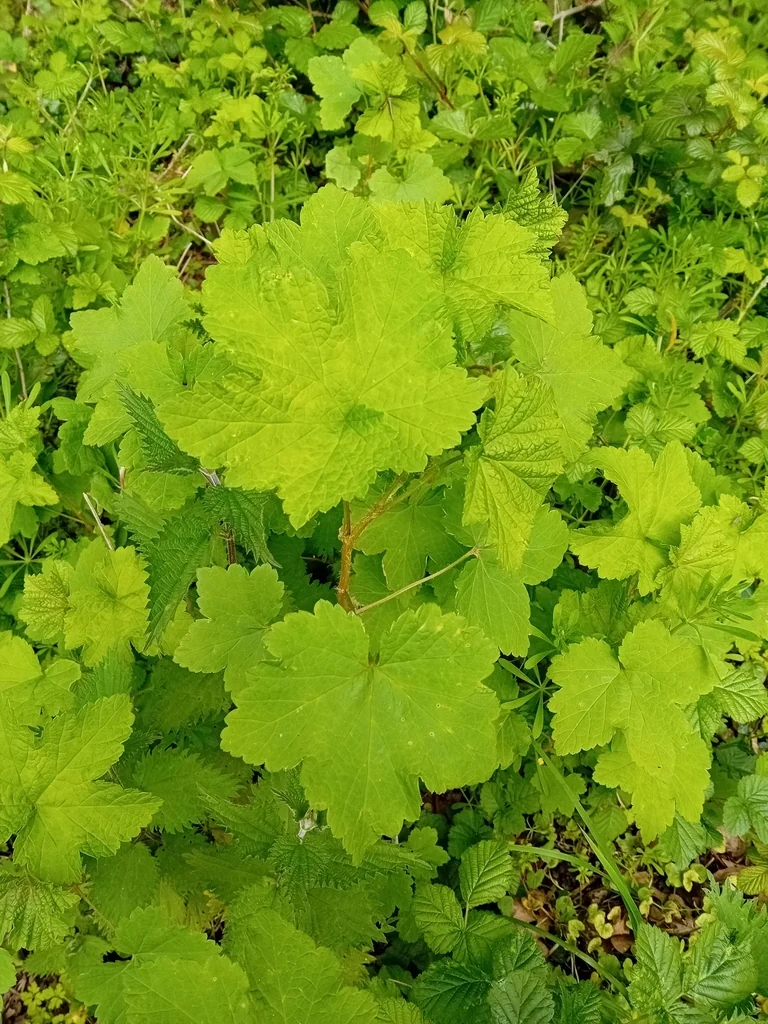 Ribes Rubrum