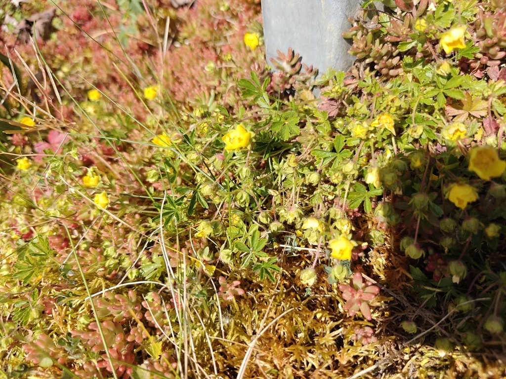 Potentilla Neumanniana