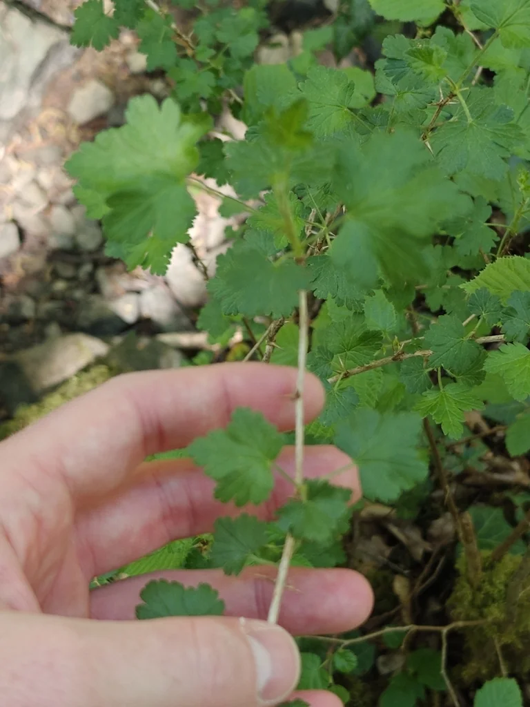 Ribes Uva-Crispa