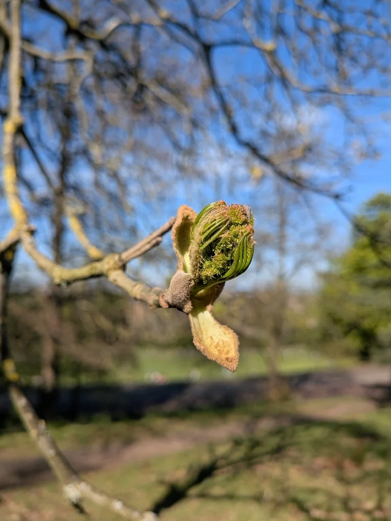 Fraxinus Ornus