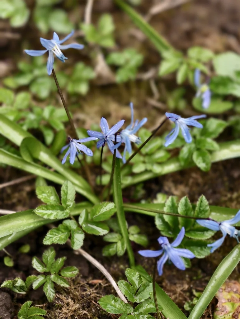 Scilla Siberica