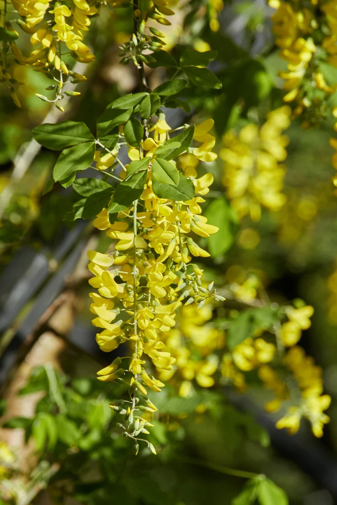 Laburnum Anagyroides