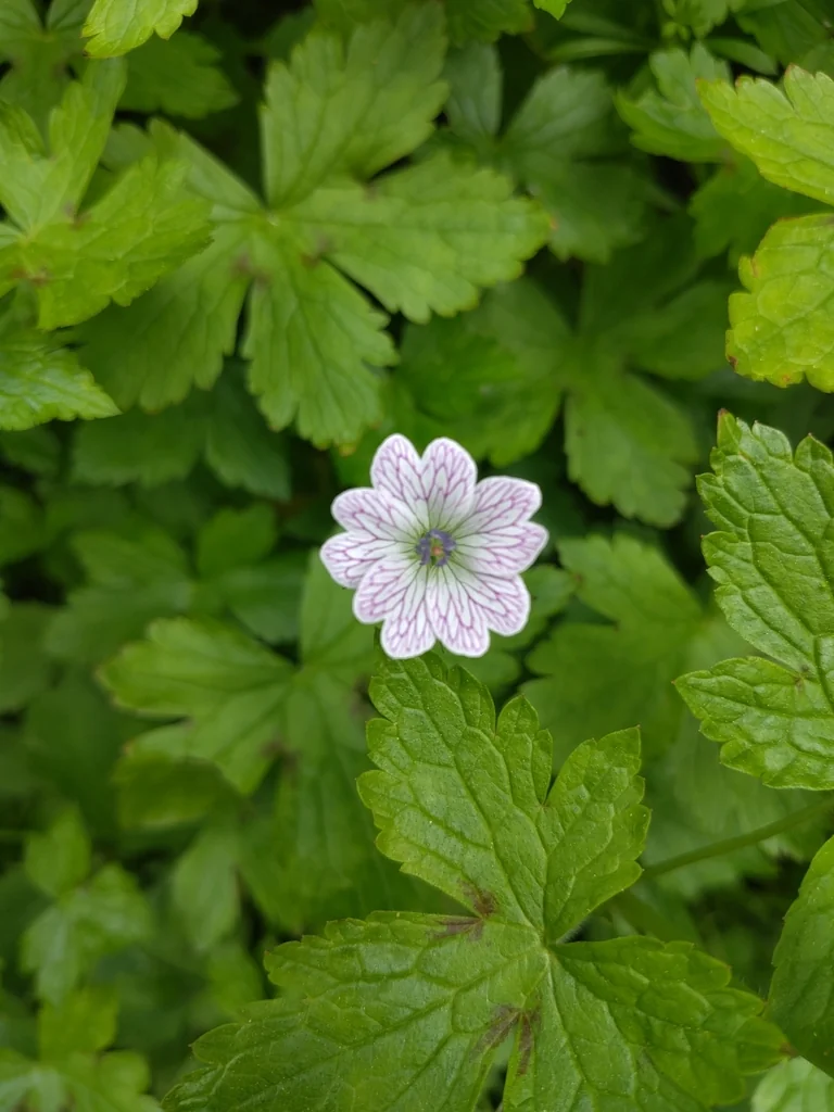 Geranium Versicolor