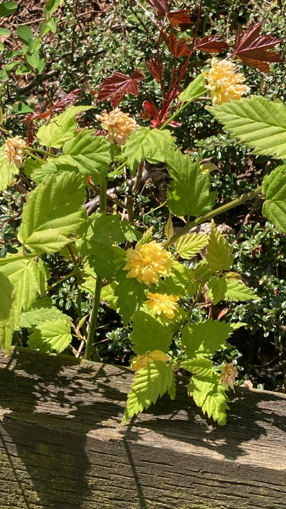 Kerria Japonica