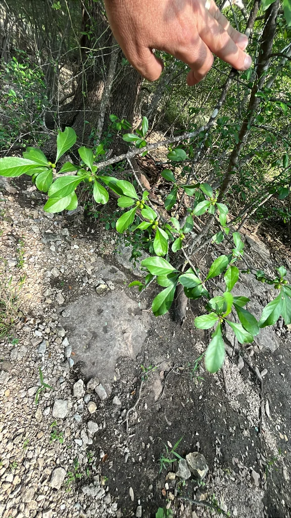 Ilex Decidua