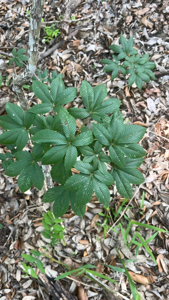 Aesculus Pavia