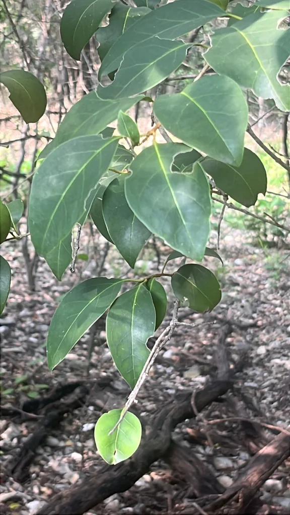 Ligustrum Lucidum
