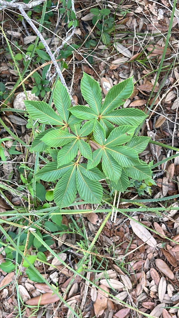 Aesculus Pavia