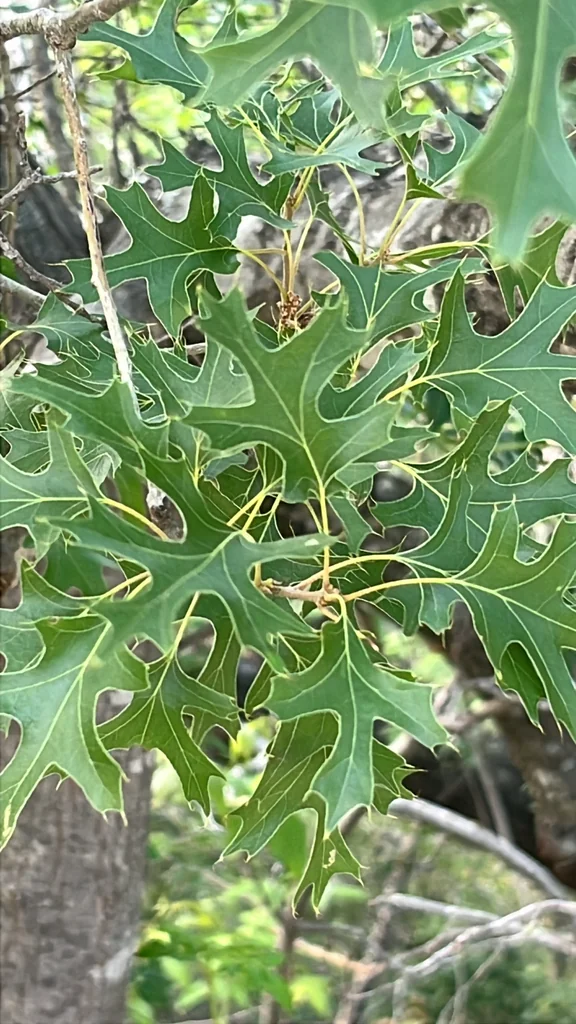 Quercus Buckleyi