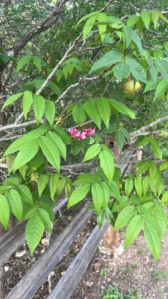 Ungnadia Speciosa