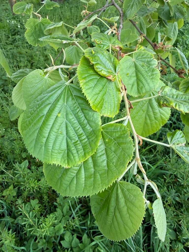Tilia Tomentosa