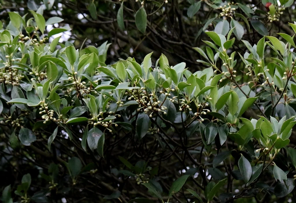 Ternstroemia Gymnanthera