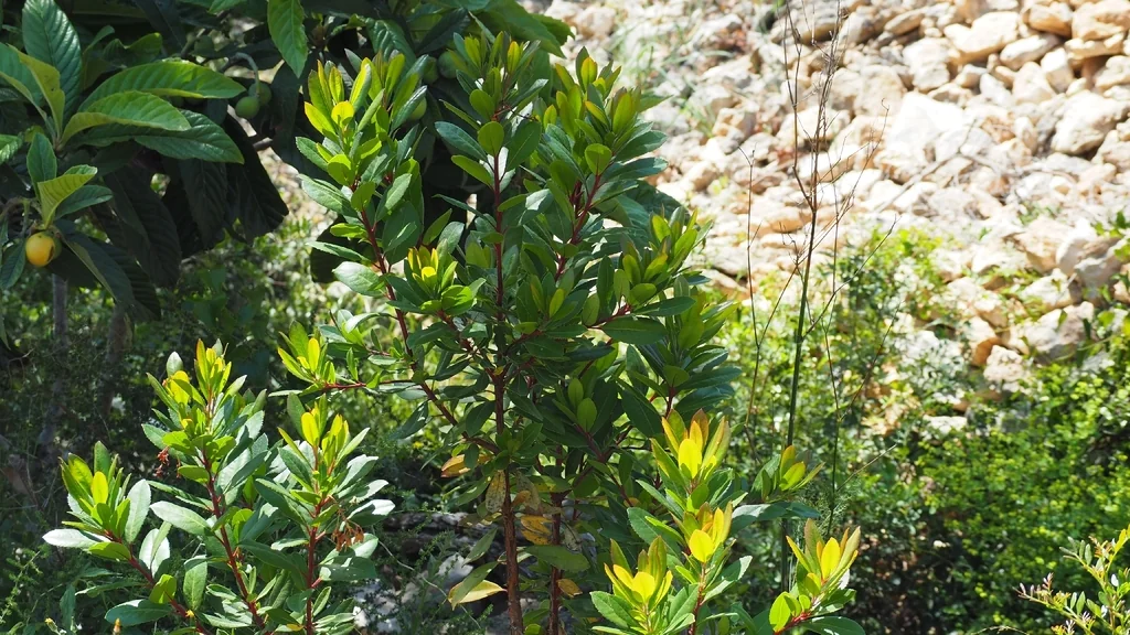 Arbutus Unedo