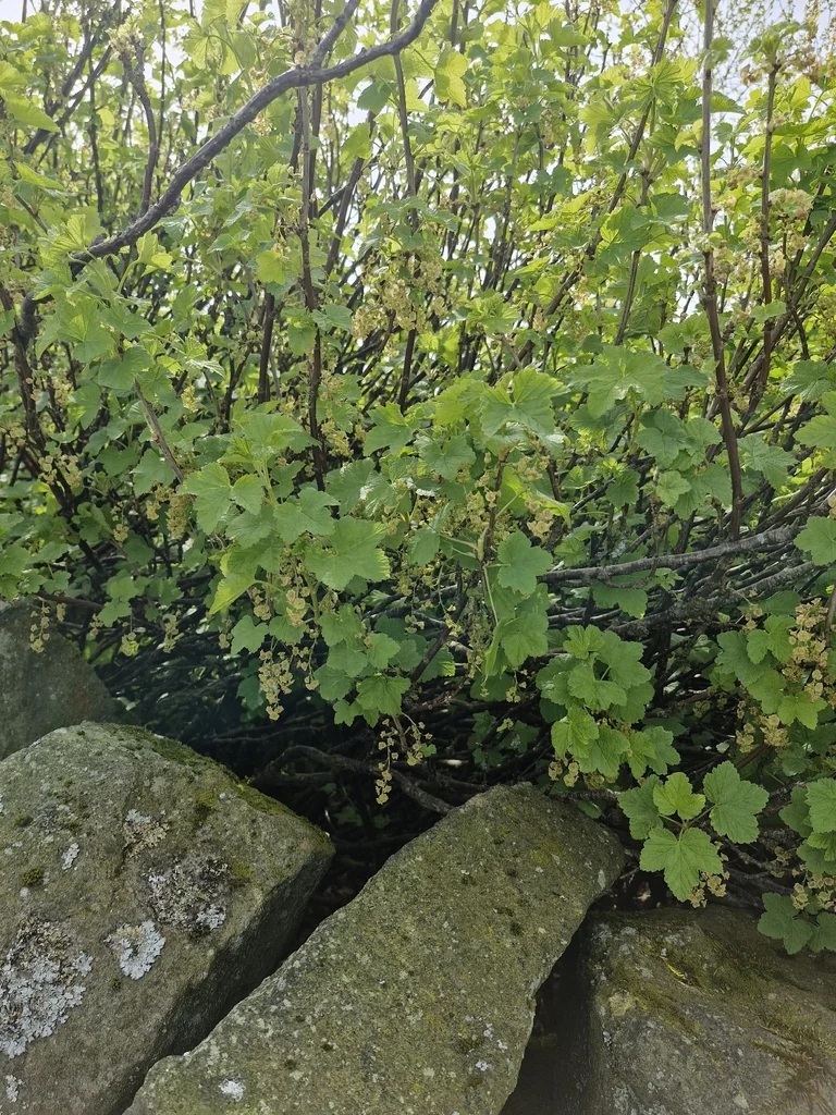 Ribes Sanguineum