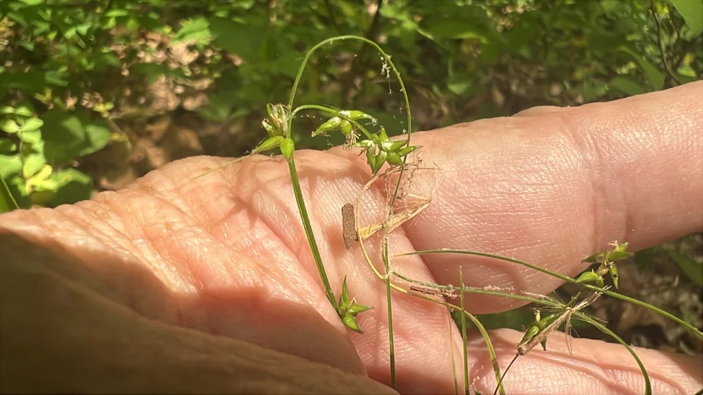 Carex Rosea