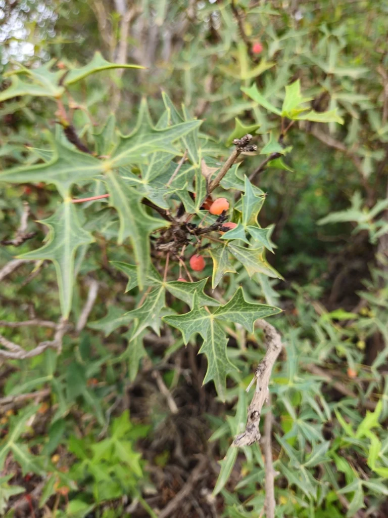 Berberis Trifoliolata