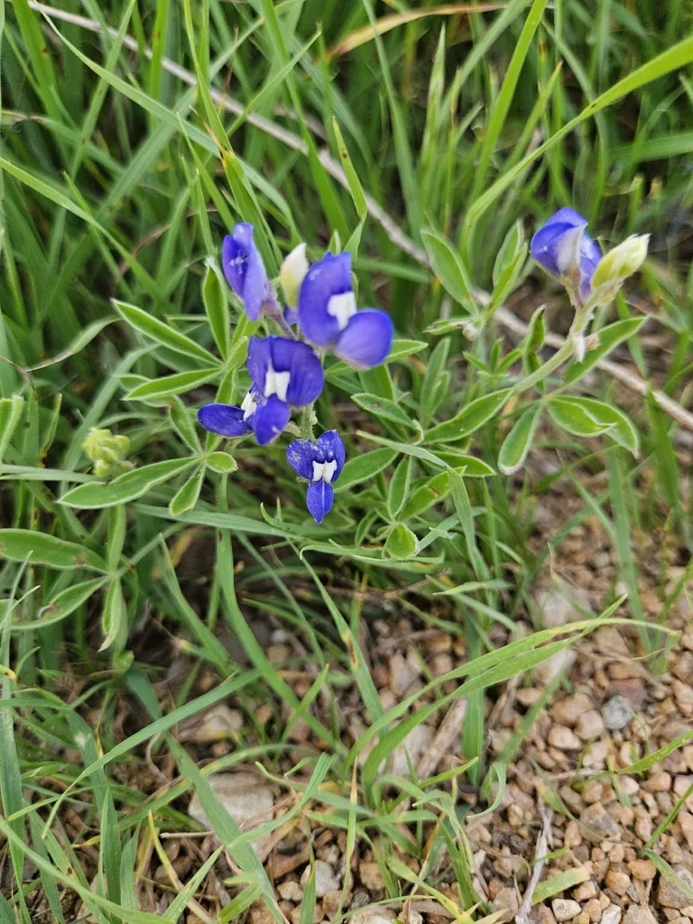 Lupinus Texensis
