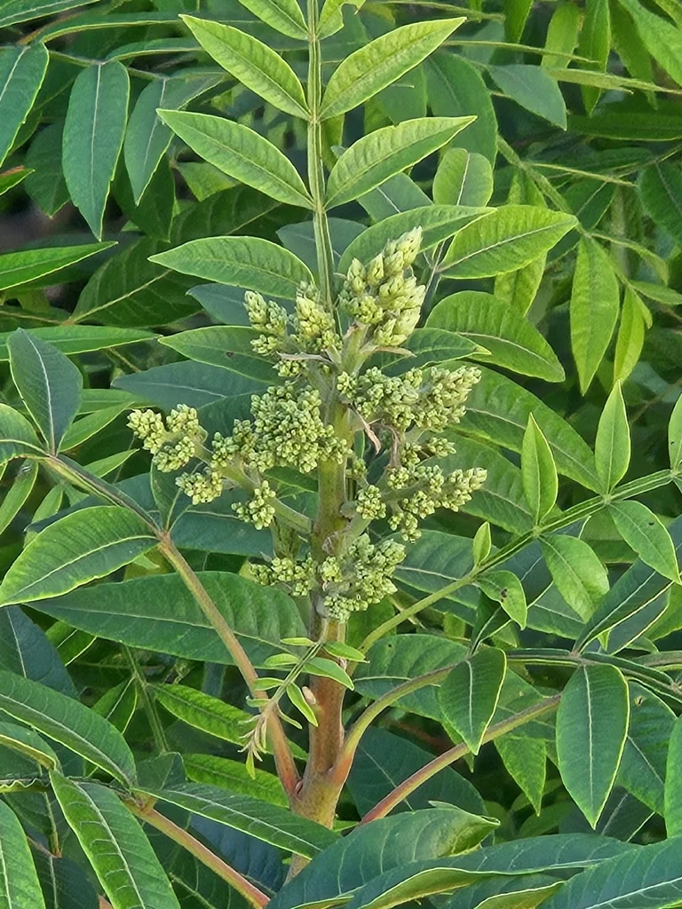 Rhus Lanceolata