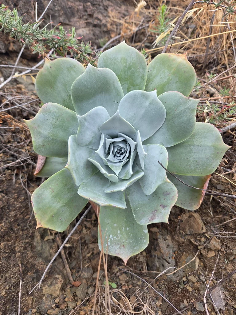 Dudleya Pulverulenta