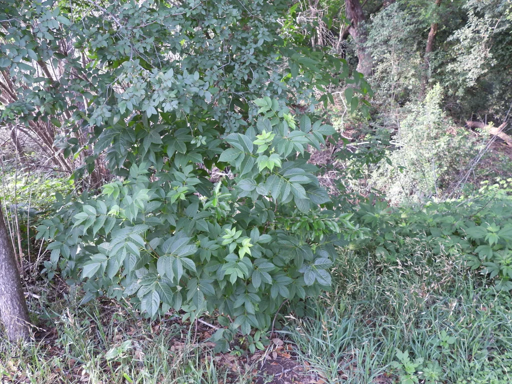 Ungnadia Speciosa