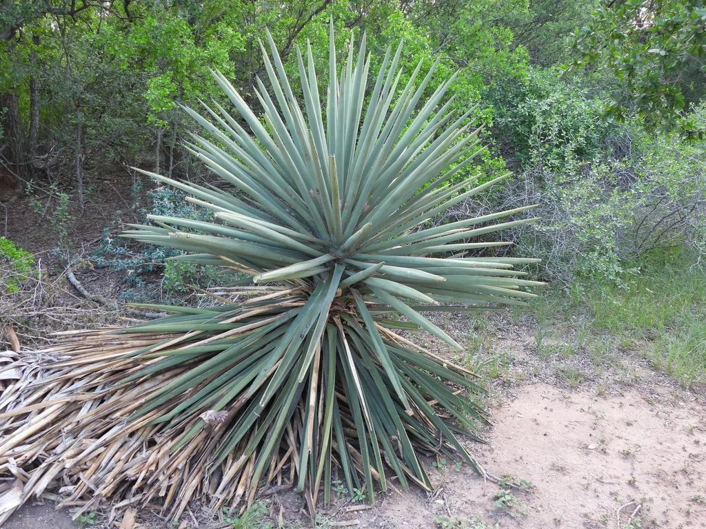 Yucca Treculiana